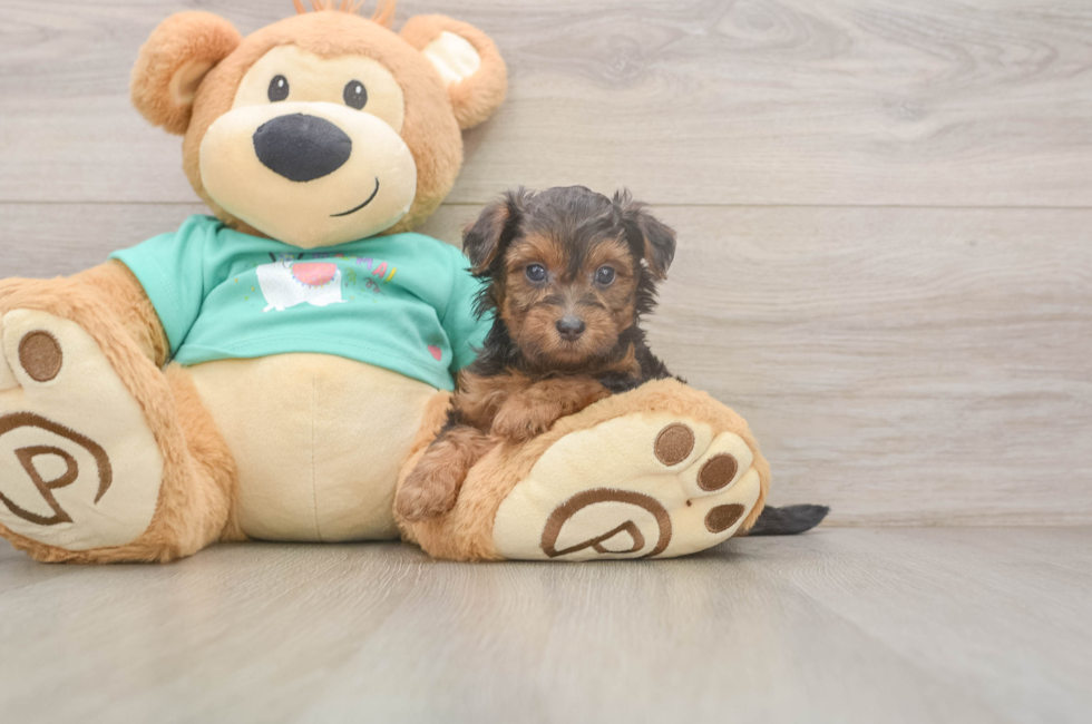 7 week old Yorkie Poo Puppy For Sale - Fairfield Furbabies
