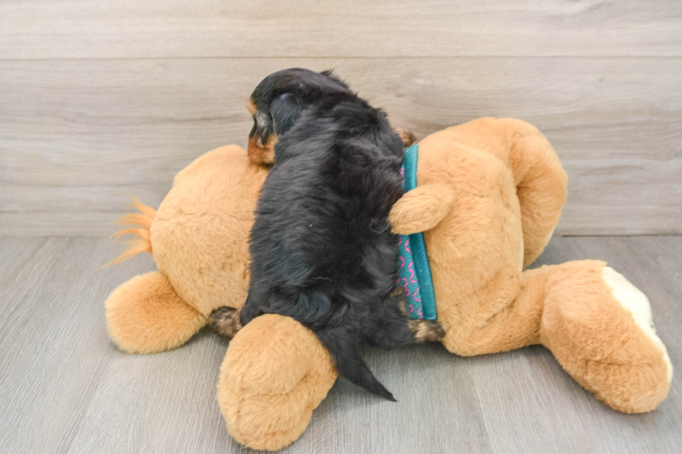 Yorkie Poo Puppy for Adoption