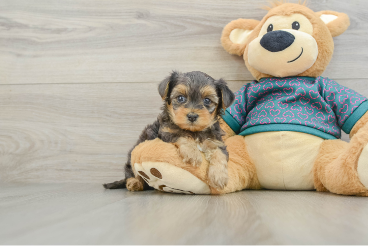 Petite Yorkie Poo Poodle Mix Pup
