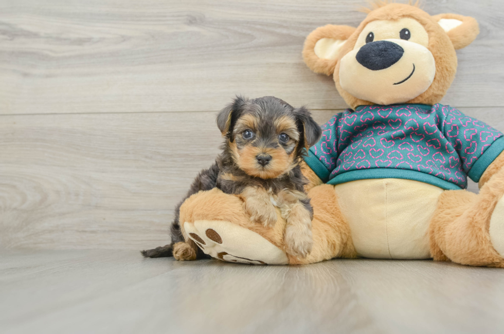 8 week old Yorkie Poo Puppy For Sale - Fairfield Furbabies