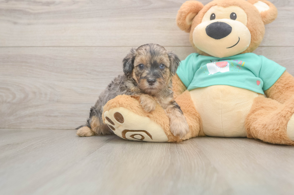 7 week old Yorkie Poo Puppy For Sale - Fairfield Furbabies