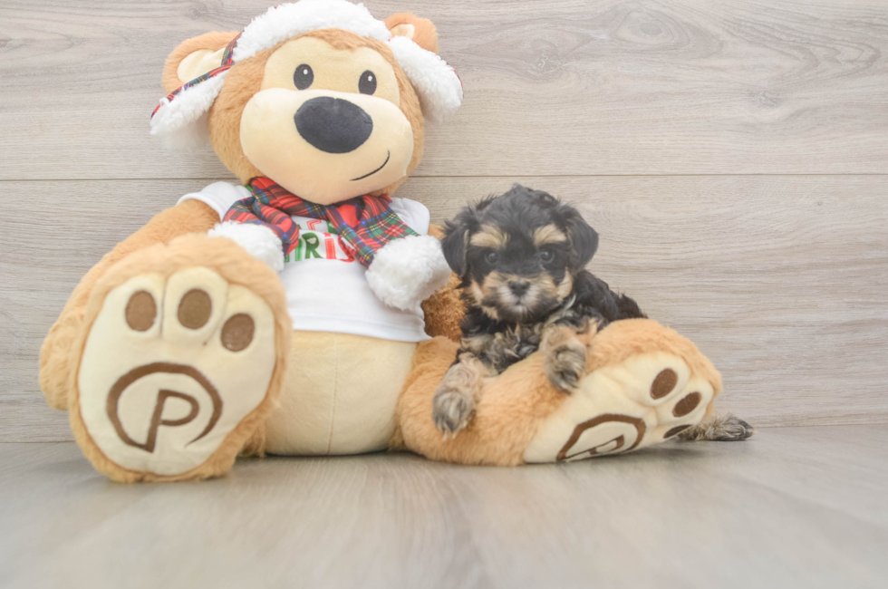 6 week old Yorkie Poo Puppy For Sale - Fairfield Furbabies