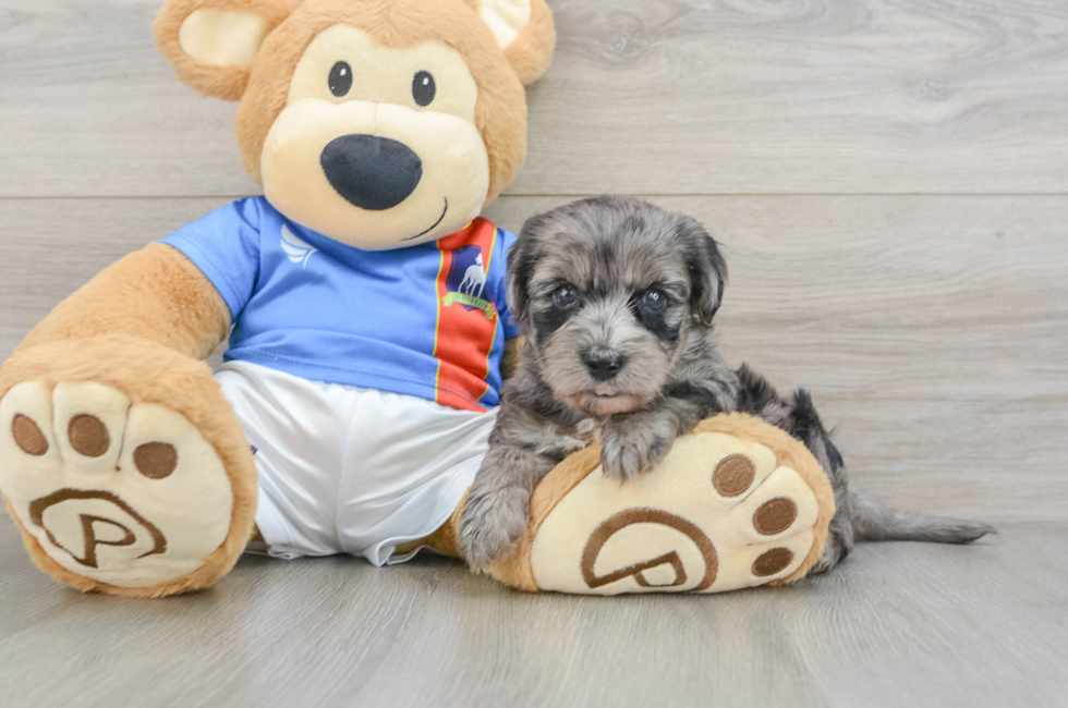 7 week old Yorkie Poo Puppy For Sale - Fairfield Furbabies
