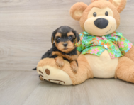 8 week old Yorkie Poo Puppy For Sale - Fairfield Furbabies