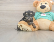 8 week old Yorkie Poo Puppy For Sale - Fairfield Furbabies