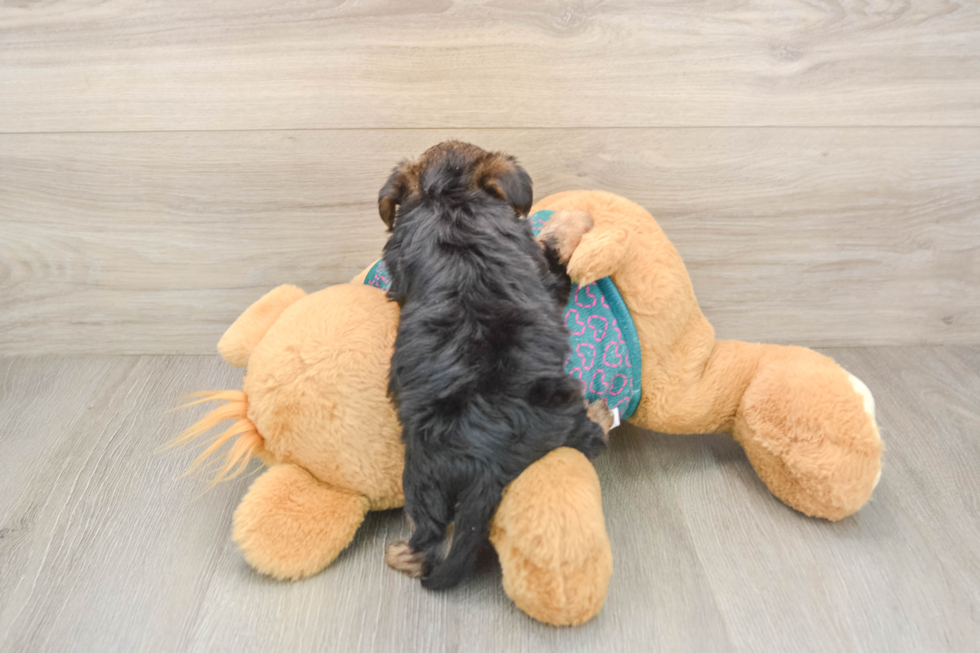 Little Yorkie Poodle Mix Poodle Mix Puppy