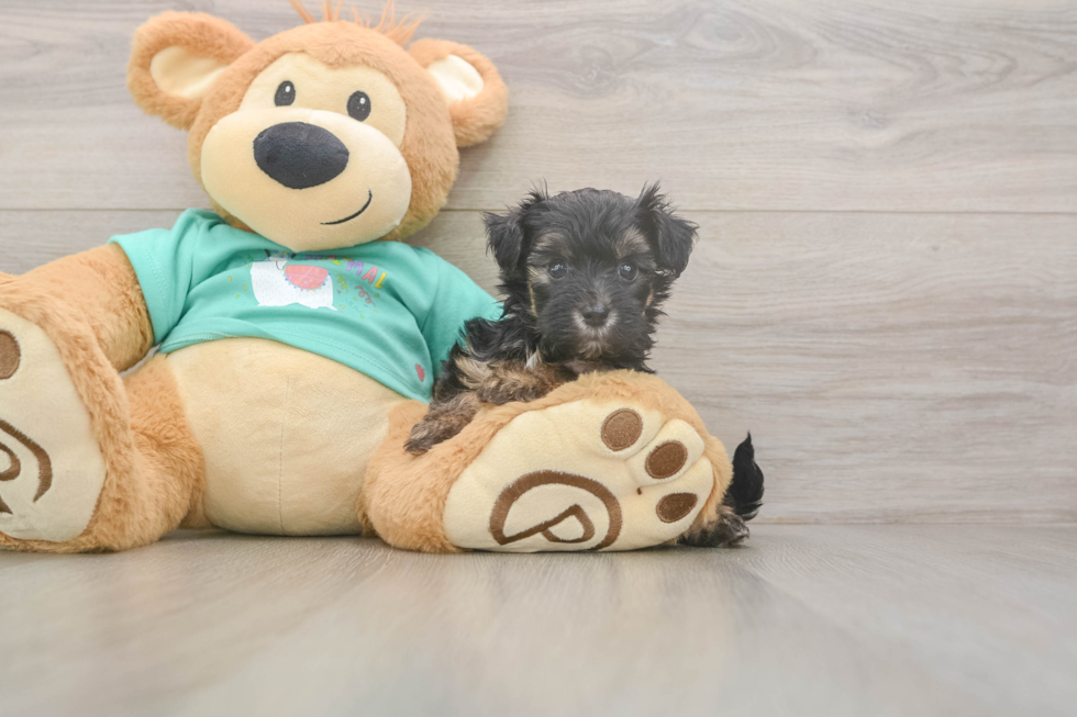 Little Yorkie Poodle Mix Poodle Mix Puppy