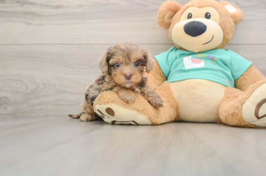 GISELLE, a Yorkie Poo littermate
