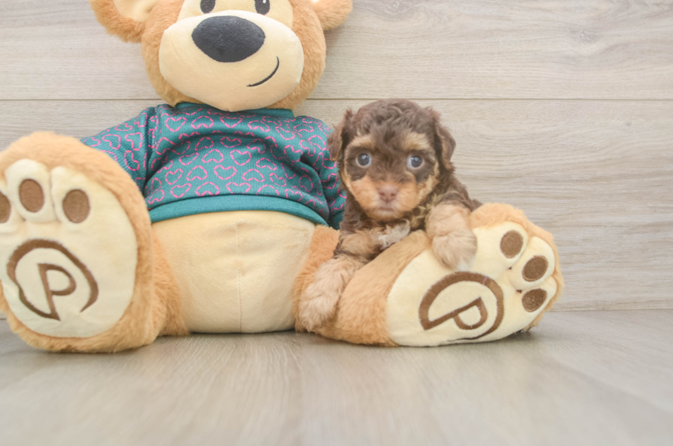 5 week old Yorkie Poo Puppy For Sale - Fairfield Furbabies