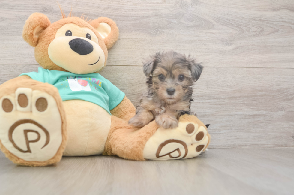 8 week old Yorkie Poo Puppy For Sale - Fairfield Furbabies
