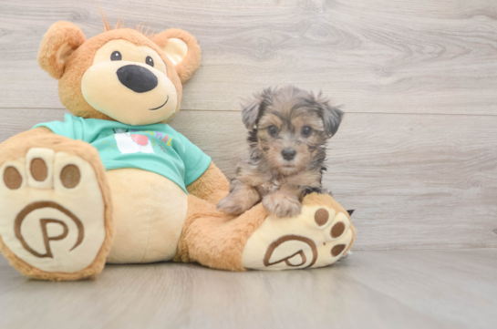 Best Yorkie Poo Baby