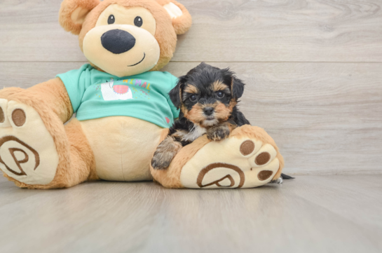 GOLDIE, a Yorkie Poo littermate
