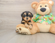 8 week old Yorkie Poo Puppy For Sale - Fairfield Furbabies