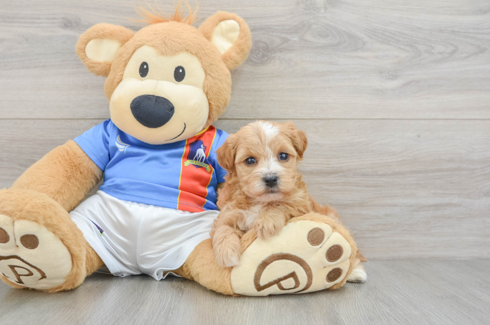 7 week old Yorkie Poo Puppy For Sale - Fairfield Furbabies