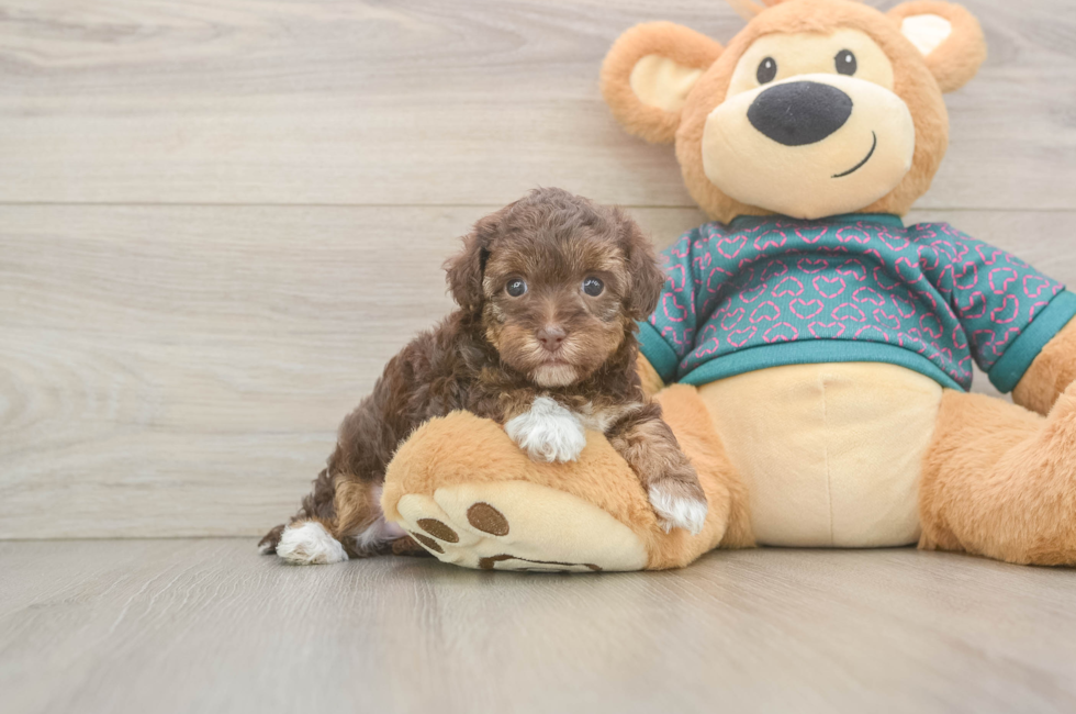 5 week old Yorkie Poo Puppy For Sale - Fairfield Furbabies