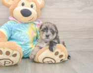 8 week old Yorkie Poo Puppy For Sale - Fairfield Furbabies