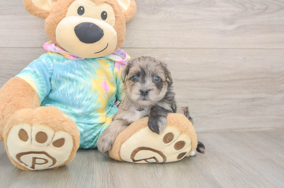 8 week old Yorkie Poo Puppy For Sale - Fairfield Furbabies