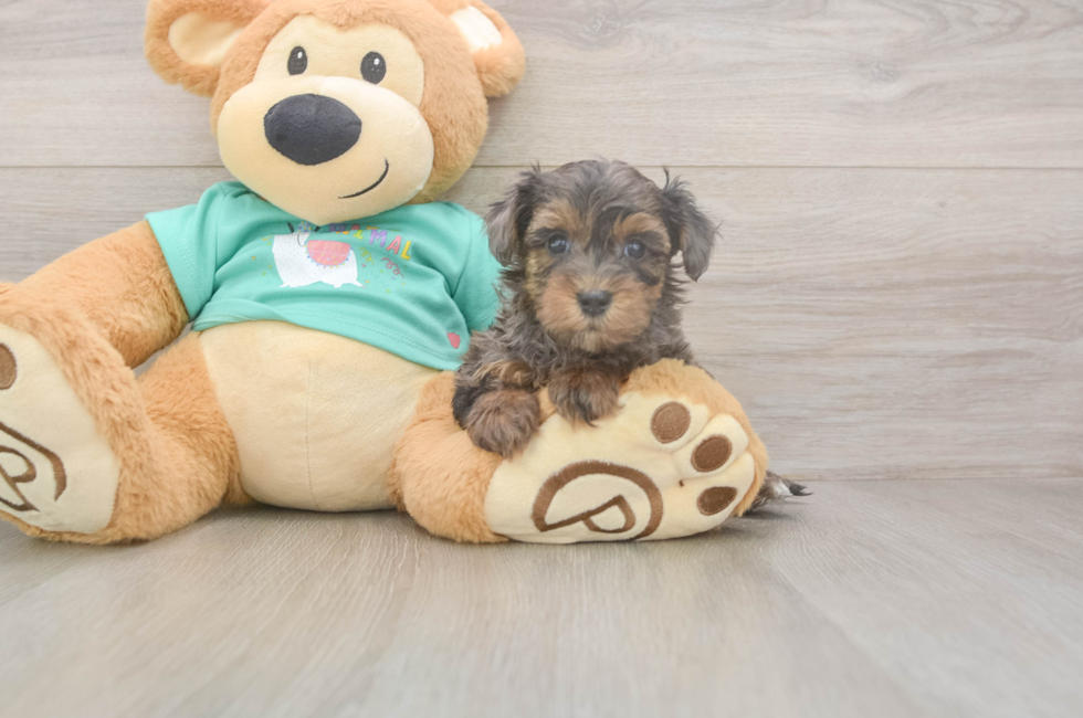 8 week old Yorkie Poo Puppy For Sale - Fairfield Furbabies