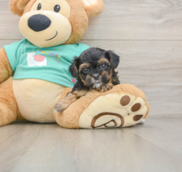 9 week old Yorkie Poo Puppy For Sale - Fairfield Furbabies