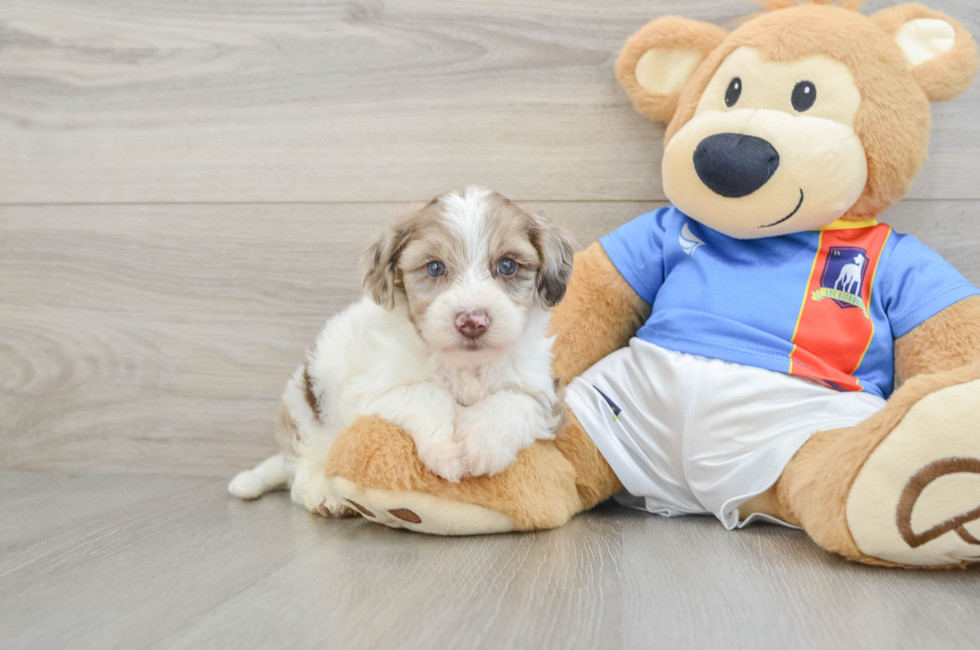 7 week old Yorkie Poo Puppy For Sale - Fairfield Furbabies
