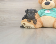 8 week old Yorkie Poo Puppy For Sale - Fairfield Furbabies