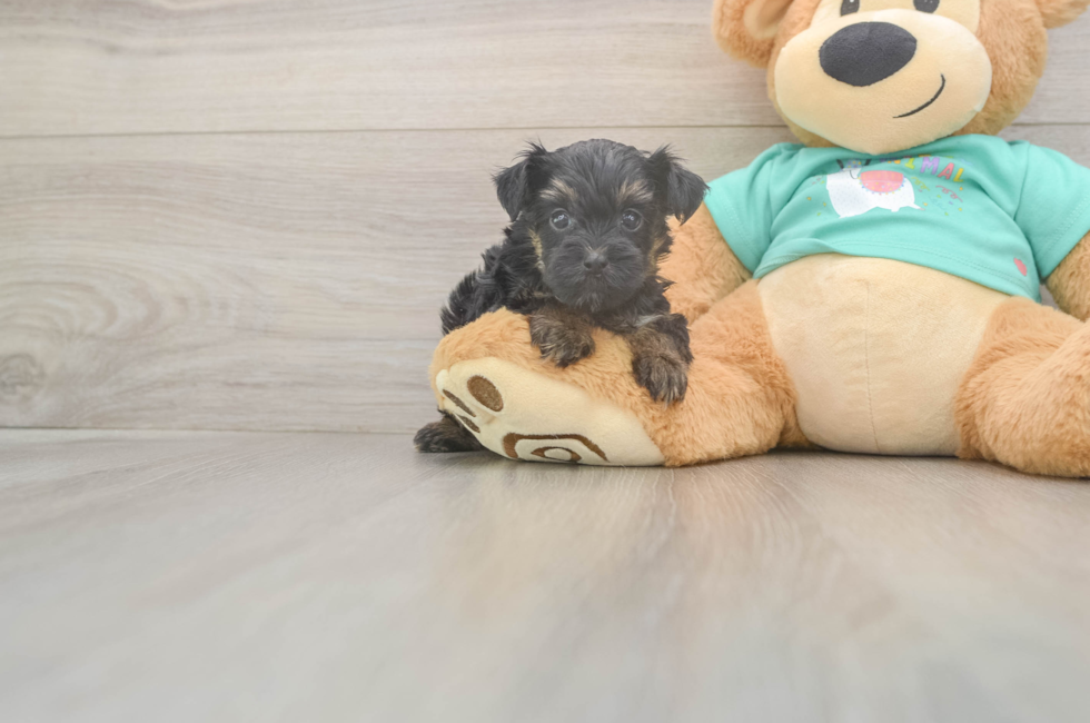 8 week old Yorkie Poo Puppy For Sale - Fairfield Furbabies