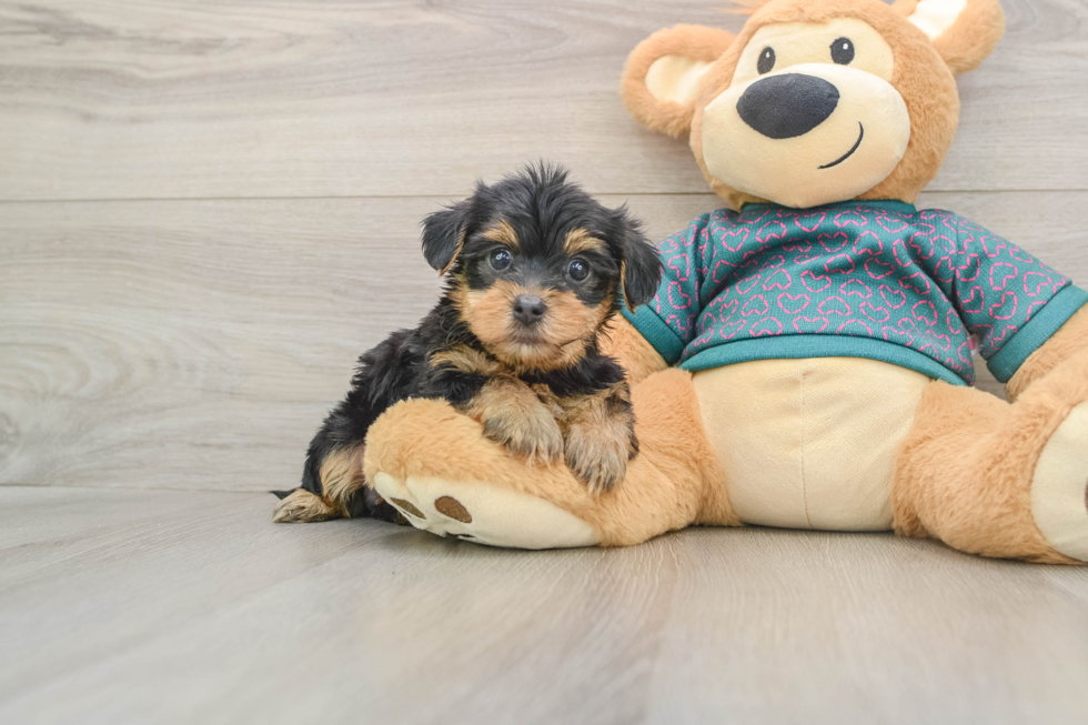 Yorkie Poo Puppy for Adoption