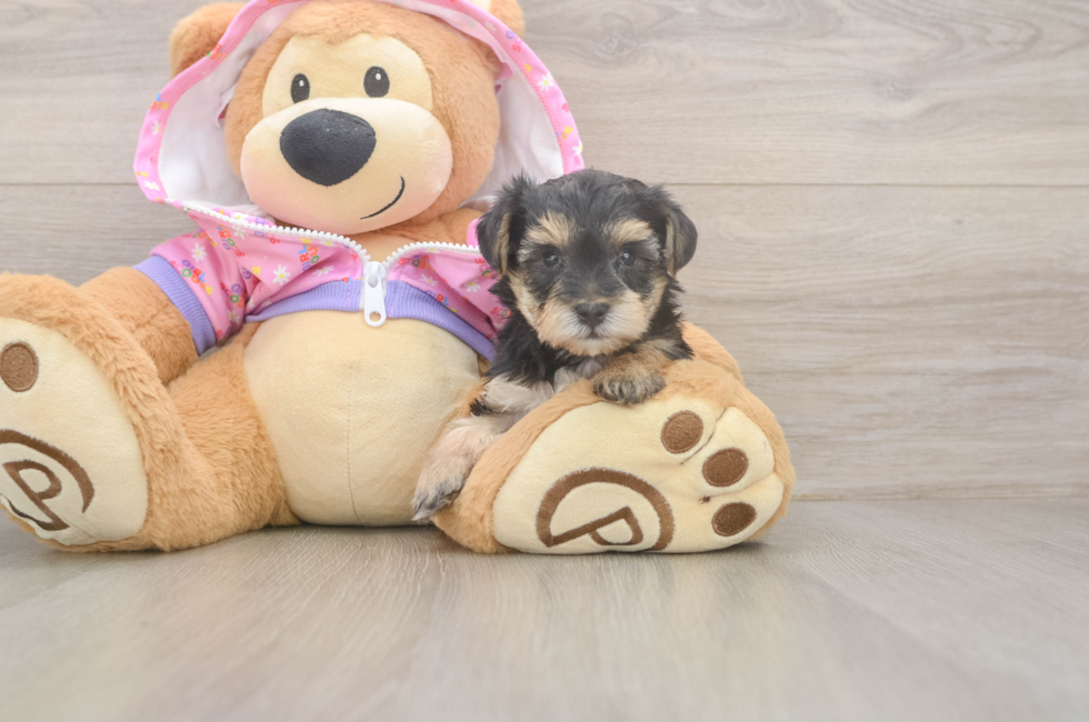 6 week old Yorkie Poo Puppy For Sale - Fairfield Furbabies