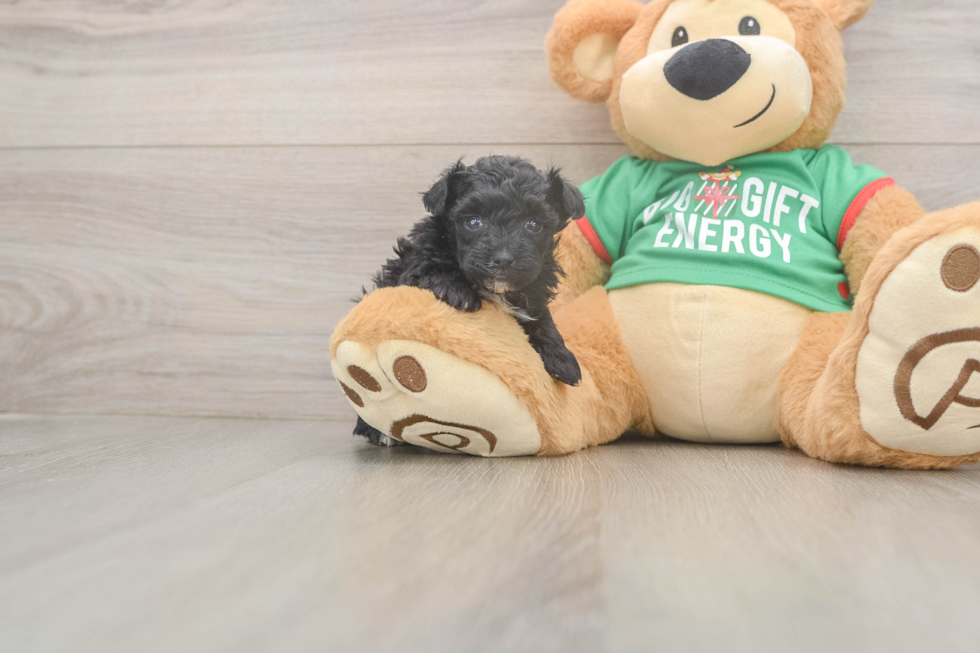 Yorkie Poo Pup Being Cute