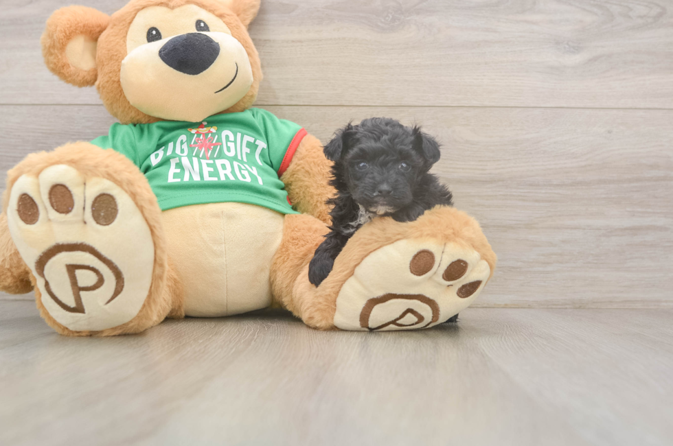 6 week old Yorkie Poo Puppy For Sale - Fairfield Furbabies