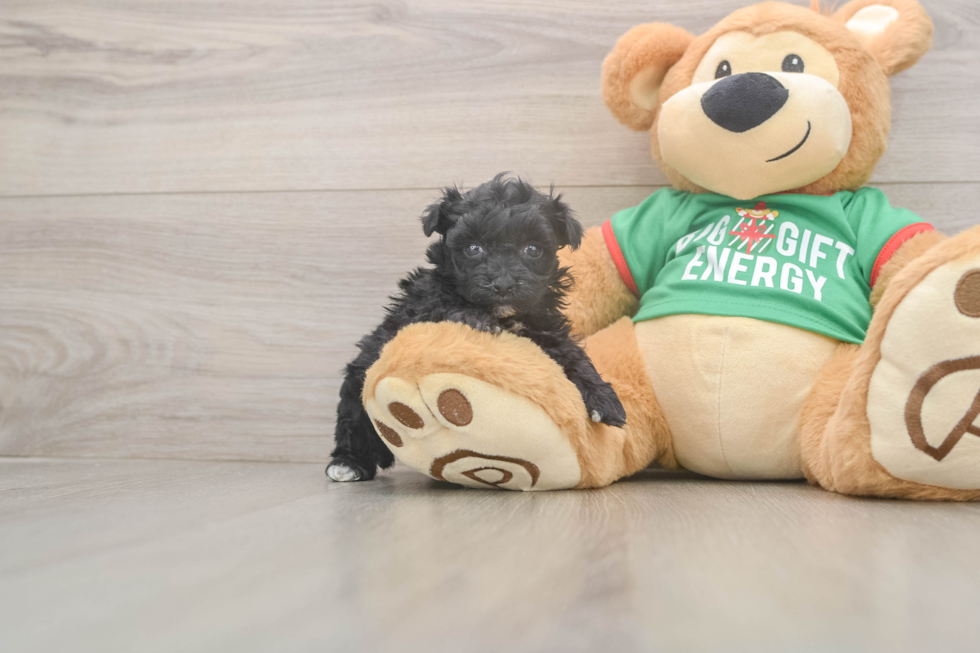 Smart Yorkie Poo Poodle Mix Pup