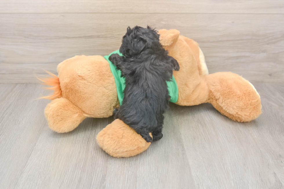 Hypoallergenic Yorkie Doodle Poodle Mix Puppy