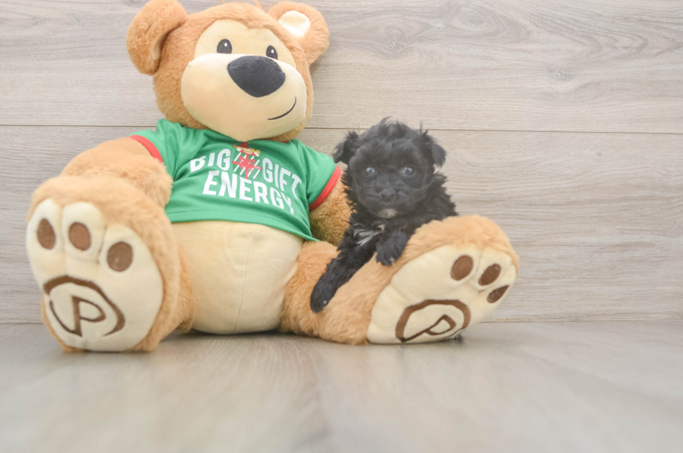 6 week old Yorkie Poo Puppy For Sale - Fairfield Furbabies