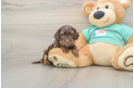 Best Yorkie Poo Baby