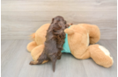 Energetic Yorkipoo Poodle Mix Puppy