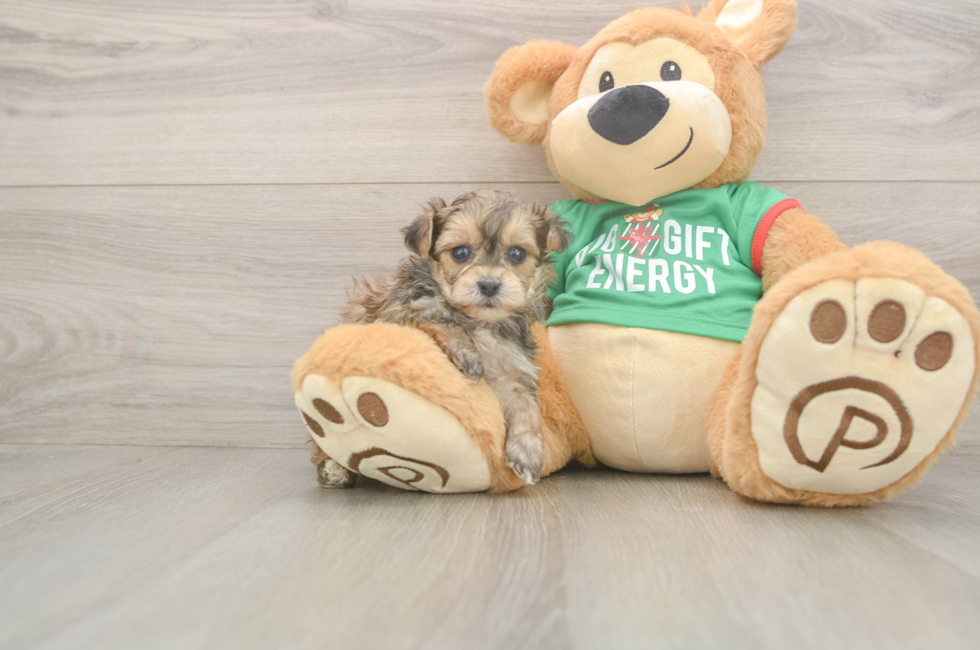 6 week old Yorkie Poo Puppy For Sale - Fairfield Furbabies
