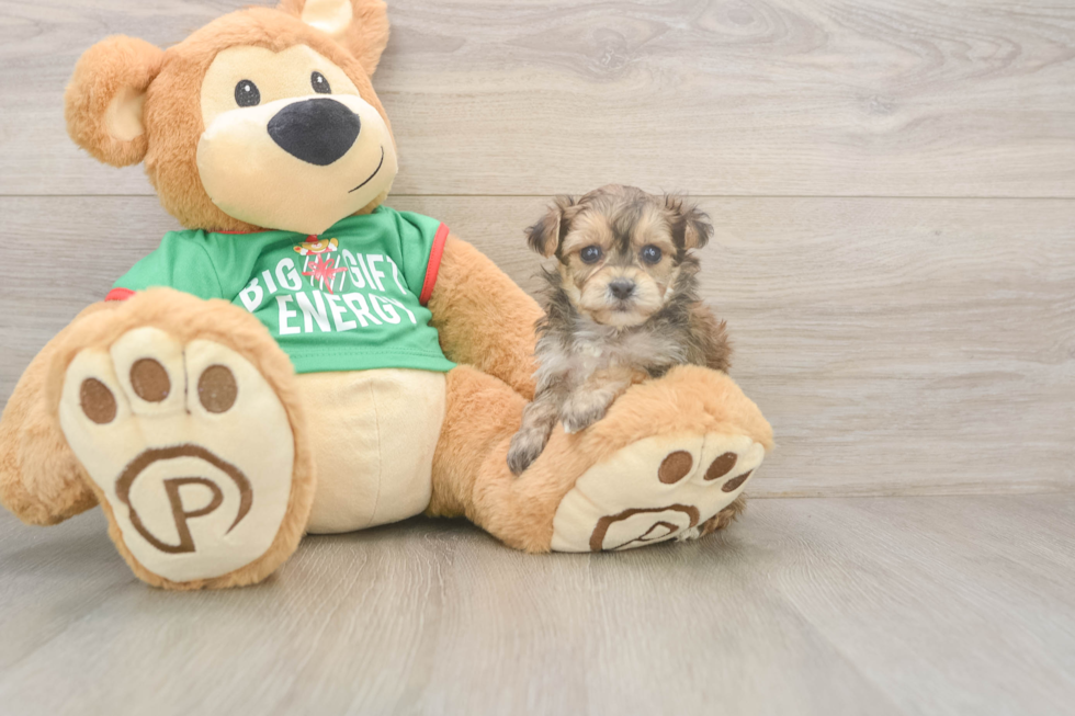 Yorkie Poo Pup Being Cute