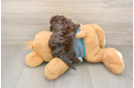 Best Yorkie Poo Baby