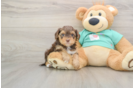 Best Yorkie Poo Baby