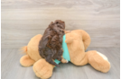 Best Yorkie Poo Baby