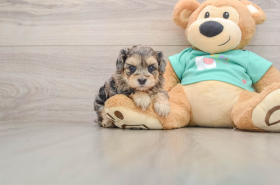 HICCUP, a Yorkie Poo littermate