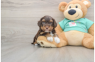 Cute Yorkie Poo Baby