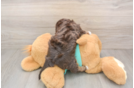 Yorkie Poo Pup Being Cute