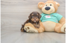 Smart Yorkie Poo Poodle Mix Pup
