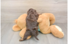 Yorkie Poo Puppy for Adoption