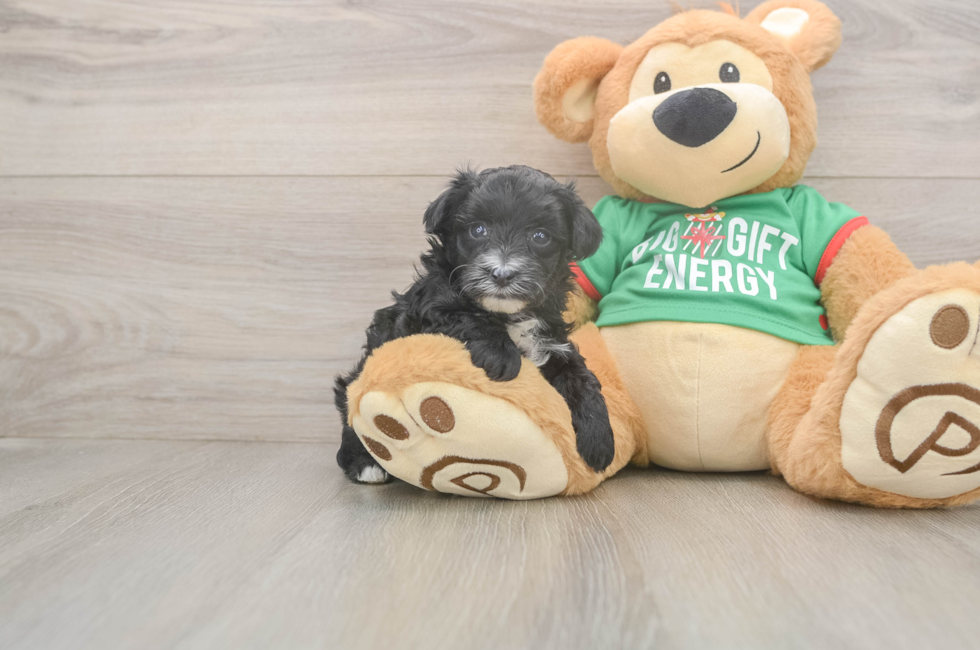 6 week old Yorkie Poo Puppy For Sale - Fairfield Furbabies