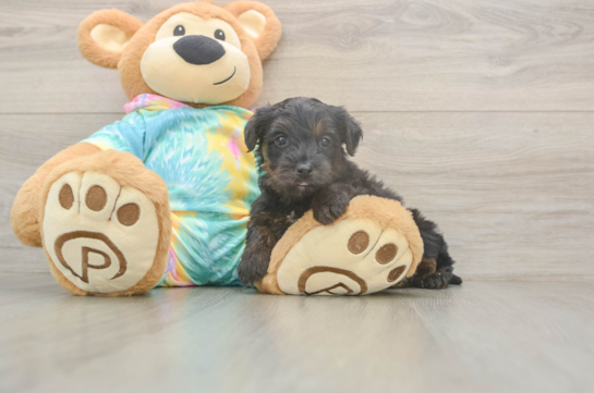 6 week old Yorkie Poo Puppy For Sale - Fairfield Furbabies Best Yorkie Poo Baby
