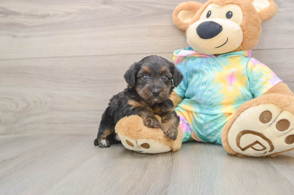 Best Yorkie Poo Baby