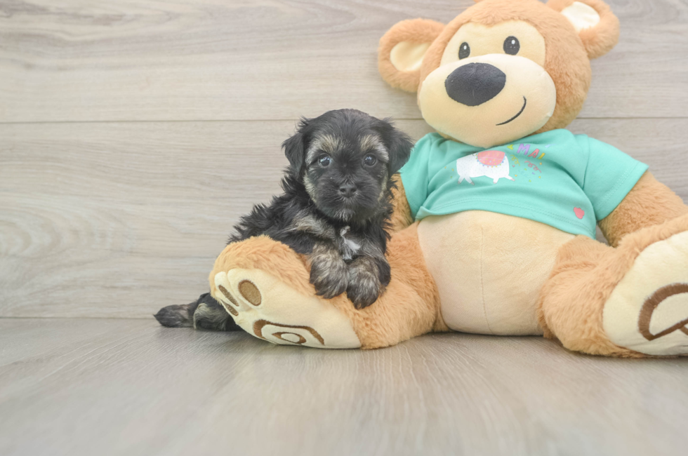 7 week old Yorkie Poo Puppy For Sale - Fairfield Furbabies