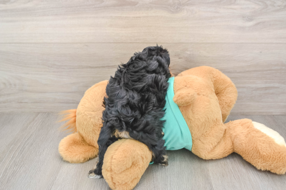 Smart Yorkie Poo Poodle Mix Pup
